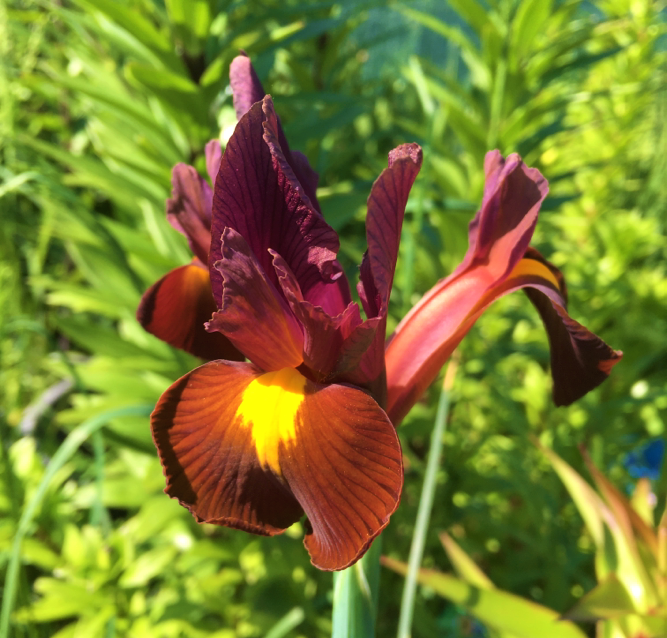 iris red ember (3).jpg
